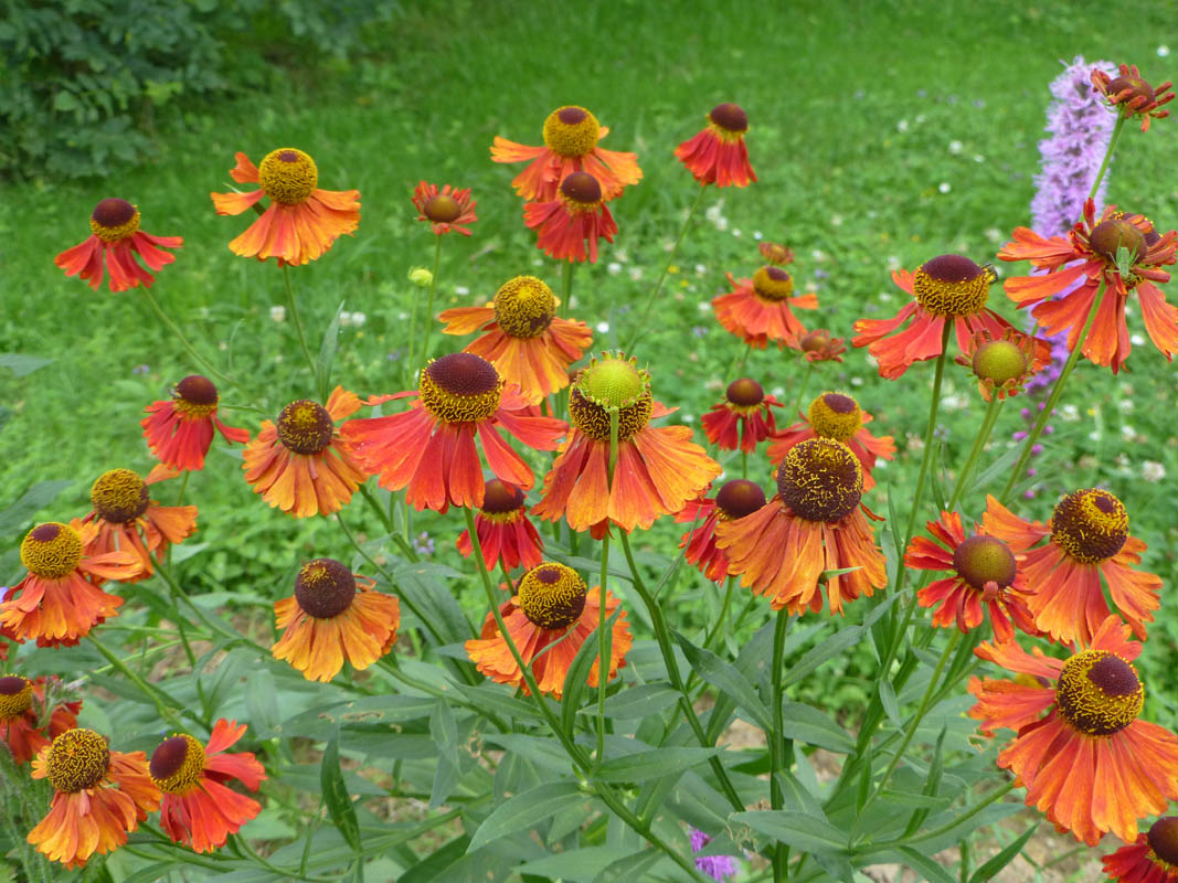 Helenium hort. en fleurs dans une prairie humide